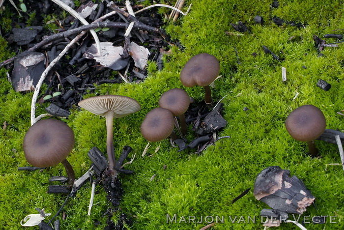 Rondsporig pekzwammetje - Lyophyllum anthracophilum